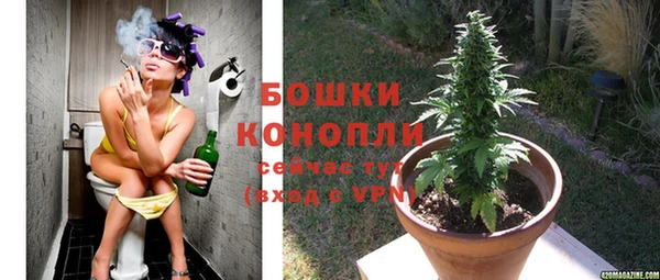 прущие грибы Белокуриха
